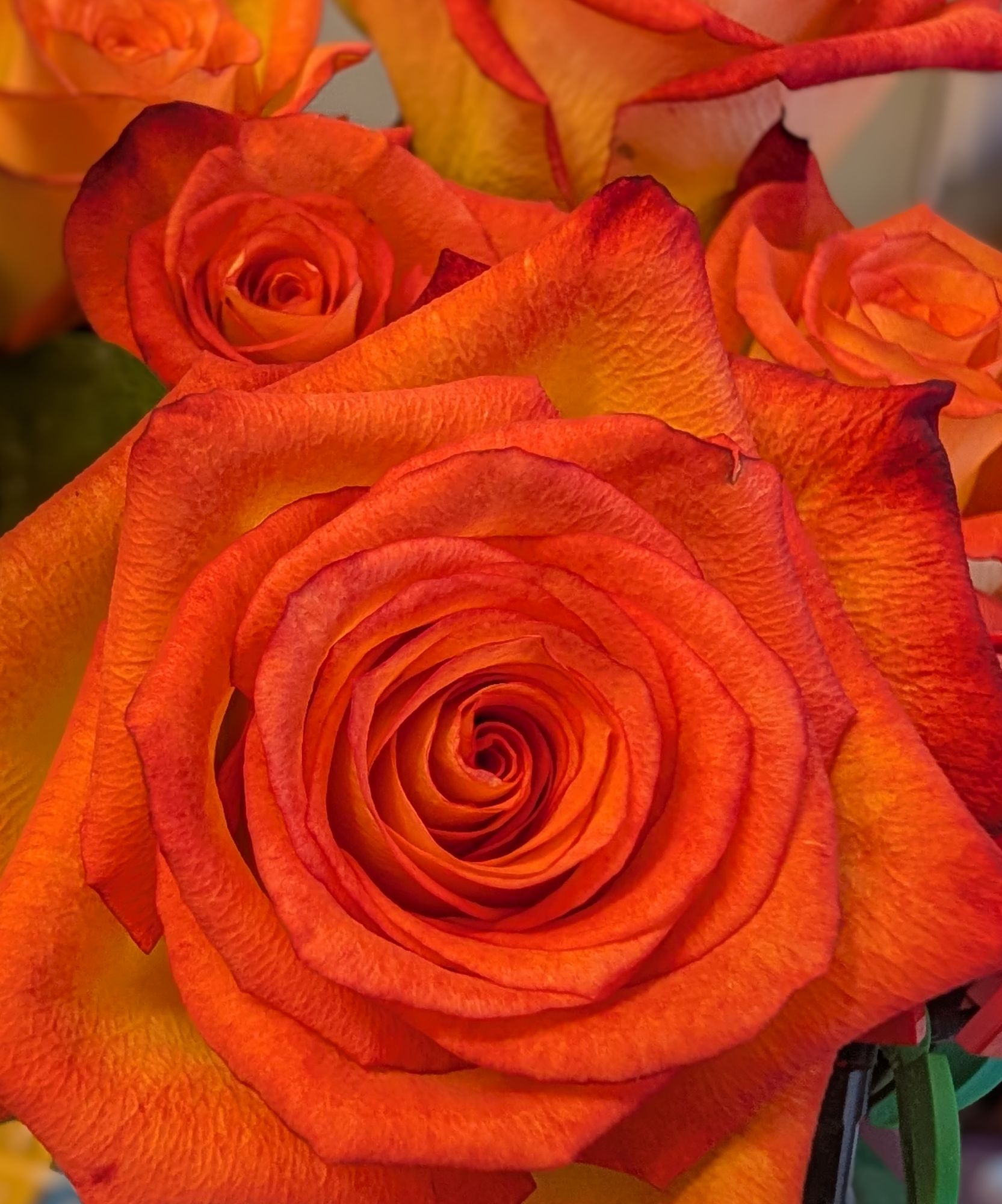 An orange rose – Emilybook